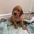 **** Golden Retriever East Side Orlando***** 5 thumbnail