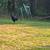 Australorp rooster 1 thumbnail