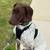 8 mo F AKC GSP for experienced home 1 thumbnail