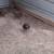 Richardson Reds and Grey Junglefowl 2 thumbnail