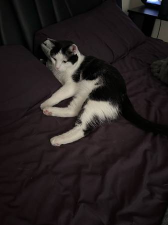 Black and white male cat 1