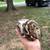 Ball pythons 18 thumbnail