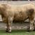 Finished Grain Fed Feeder Steers & Heifers Butcher Calf 5 thumbnail