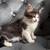Kitten 5 thumbnail