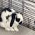 Rabbits (2) 1 thumbnail
