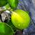 PREORODER LIME AND LEMON TREES 2 thumbnail