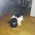 Female Sylvester cat needs a permanent home 1 thumbnail