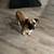 FOUND small male tan dog 3 thumbnail