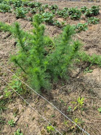 I need dill! All kinds! Any kind. Dill! Dill! Dill! 1