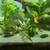 20 gallon aquarium / fish tank with guppies - complete set up 5 thumbnail