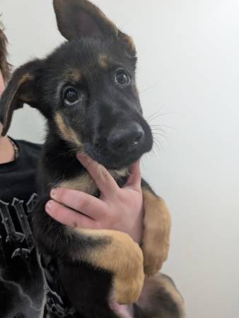 Cachorros de pastor alemán (Graham)63874560927873121