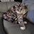 Female cat needs foster care 2 thumbnail