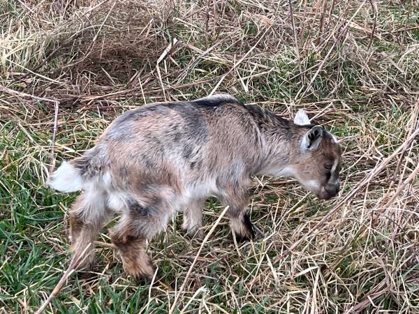 Nigerian dwarf Wether 1