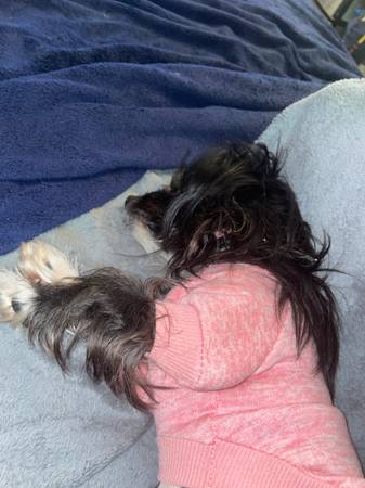 Rehoming morkie63739455408515124