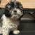 Mixed Shih Tzu with poodle 3 thumbnail