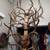 ASSORTED MULE DEER ANTLERS 3 thumbnail