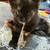 Kittens 5 thumbnail