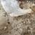 Pullets 3 thumbnail