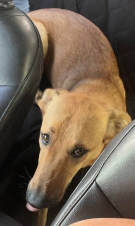 Perro perdido 8/17 estacionamiento de Walmart Perro cantor de Carolina alto color canela elegante (Rio Rancho)63625176154241123