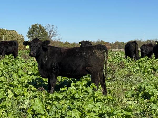 Angus Heifers 1