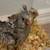 Baby cockatiels/ love bird 2 thumbnail