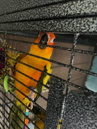 Sun conure63844237182977121