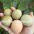 Olive Egger Chicks 6 thumbnail