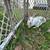 Rabbits 7 thumbnail