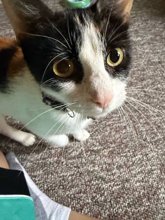 Female calico cat (Altoona)63943426515842120