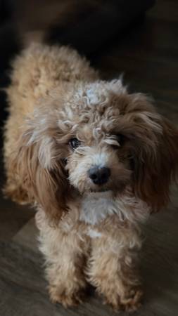 Cavapoo puppy 9 months old - super sweet 1