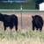 WEANED ANGUS STEERS 2 thumbnail