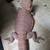 Red leatherback bearded dragon 2 thumbnail