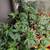 Plants 7 thumbnail