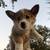 Pembroke Welsh Corgi puppies 1 thumbnail