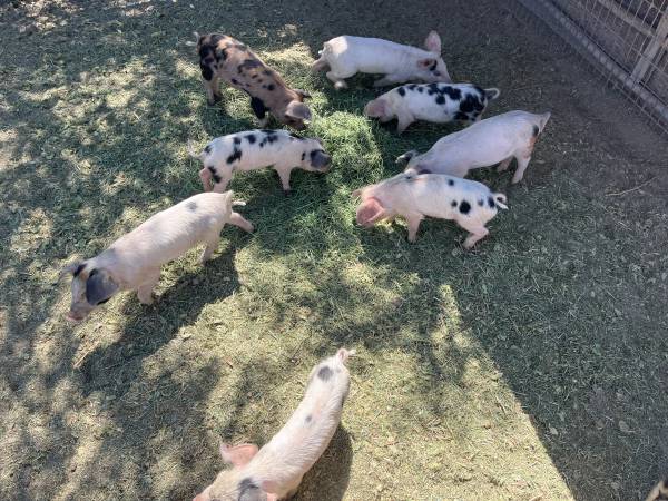 Meat hogs 1