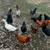 Laying hens 3 thumbnail