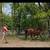Red Roan Mare 2 thumbnail