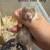 1 Month-Old Syrian Hamsters (Teddy Bear) 🐹 - $30 (La Jolla) 3 thumbnail