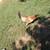 Pullets for sale 11 thumbnail