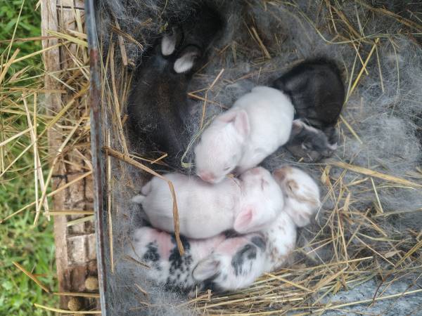 Ladybugs rabbits 1
