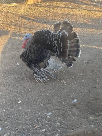 TURKIES/GUAJOLOTES 1