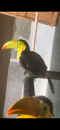 keel bill toucan 1