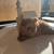 Pomeranian females (puppies) 1 thumbnail