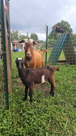 Goats (Traphill)63953271081986121