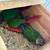 2 Green Cheek Conures 2 thumbnail