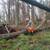 🌳 Tree Services , trimming,Removal, Clean up, Stump grinder.🌳 20 thumbnail