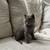 8 week old kittens 1 thumbnail