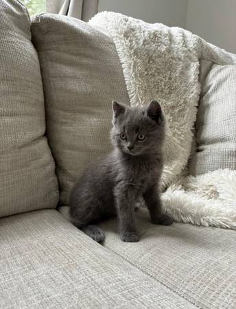 8 week old kittens 1