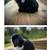 Holland Lop Bunny Rabbit/ Bunnies 1 thumbnail