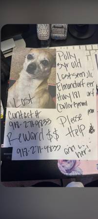 Lost dog 1